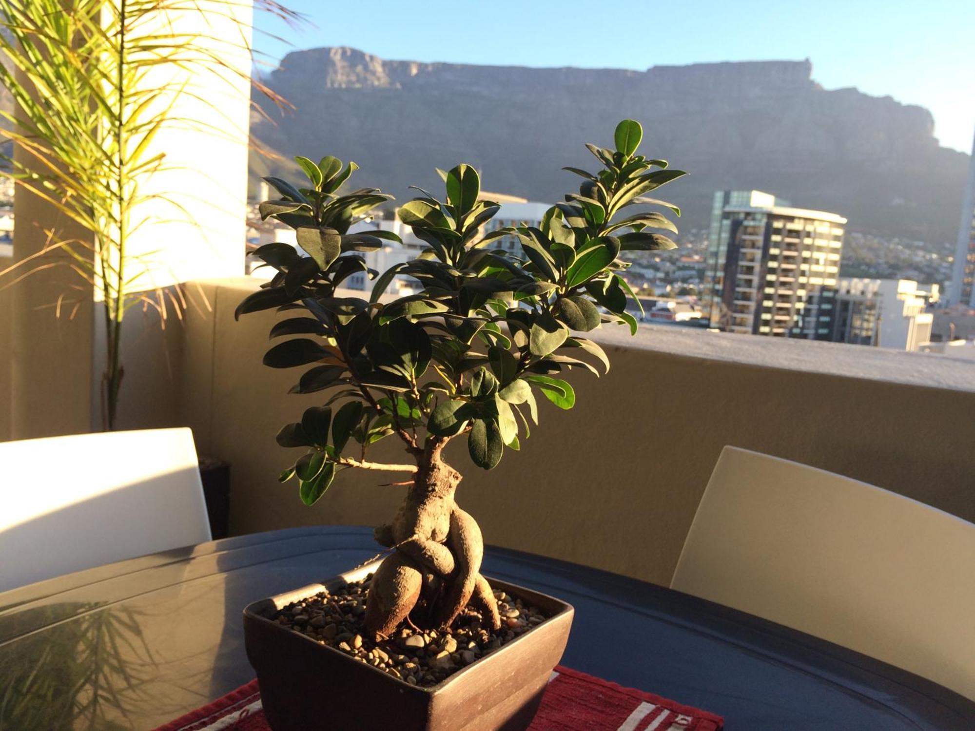 Apt 67 Long Street No Loadshedding Apartment